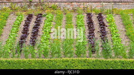 Elevated summer vegetable garden with vertical rows of green and red lettuce, orange marigold flowers, between brick wall and lo Stock Photo