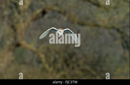 Barn Owl-Tyto alba hunts. Spring. Uk Stock Photo