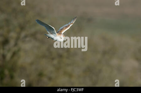 Barn Owl-Tyto alba in flight. Spring. Uk Stock Photo