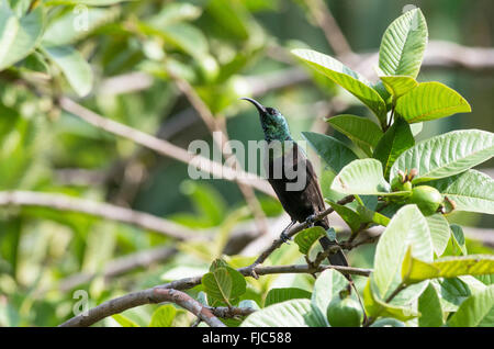 Male bronze sunbird (Nectarinia kilimensis) Stock Photo