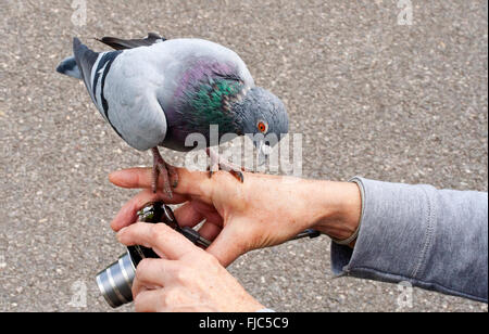 Pigeon looking at image on camera screen while perched on photographers hand great caption contest image feral pigeon red eyes green incandesent colar Stock Photo