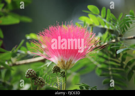 Pink Red Powder Puff, Red Head Powder Puff ,. Red Powder Puff or Calliandra haematocephala Hassk with mist in morning Stock Photo