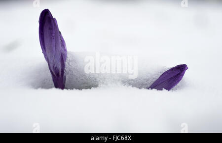 Munich, Germany. 1st Mar, 2016. A crocus struggles up through a layer of snow in Munich, Germany, 1 March 2016. Photo: Sven Hoppe/dpa/Alamy Live News Stock Photo