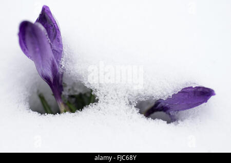 Munich, Germany. 1st Mar, 2016. A crocus struggles up through a layer of snow in Munich, Germany, 1 March 2016. Photo: Sven Hoppe/dpa/Alamy Live News Stock Photo
