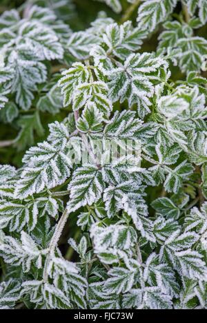 Upright Hedge-parsley - Torilis japonica, fresh growth covered on frost. Stock Photo