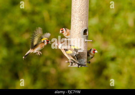 European Goldfinch [Carduelis carduelis] bird feeder filled with sunflower hearts. West Sussex, UK. February. One flying in. Stock Photo