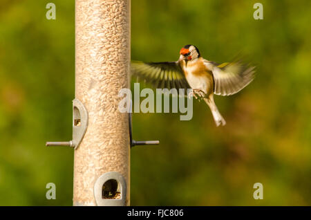 European Goldfinch [Carduelis carduelis] bird feeder filled with sunflower hearts. West Sussex, UK. February. One flying in. Stock Photo