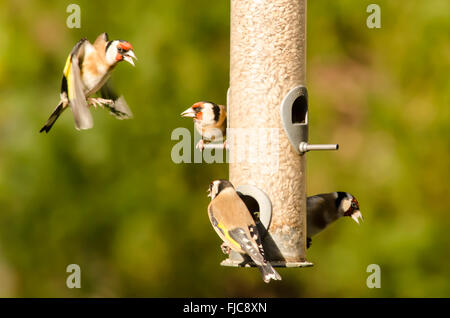 European Goldfinch [Carduelis carduelis] bird feeder filled with sunflower hearts. West Sussex, UK. February. One flying in. Stock Photo