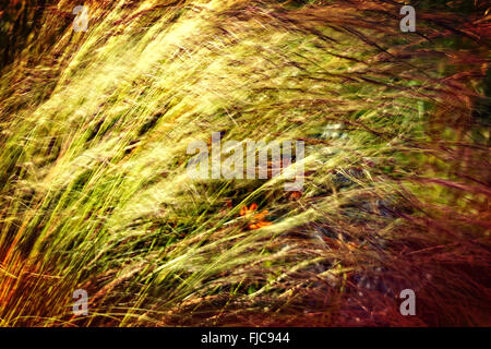 Blur colorful texture from grass illuminated by the setting sun. Stock Photo