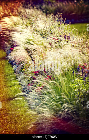 Blur colorful texture from grass illuminated by the setting sun. Stock Photo
