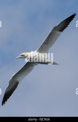 Northern Gannet taken on pelagic seabird trips from Isles of Scilly, Cornwall on board the Sapphire Stock Photo