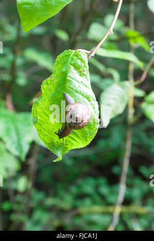 the snail sits on a green leaf Stock Photo