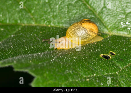 Small Snail on leaf Stock Photo