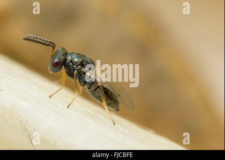 Cabbage white butterfly pupal parasite, Pteromalus puparum, wasp Stock Photo