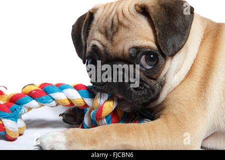 Pug biting toy Stock Photo