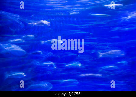 Fish Swimming In Abstract Artistic Blur Stock Photo