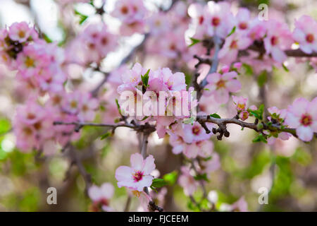 Lots of pink almond flowers in full blossom Stock Photo