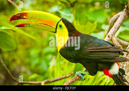 The Keel-billed Toucan (Ramphastos sulfuratus) is a majestic site amongst the lavish rainforest of Costa Rica Stock Photo
