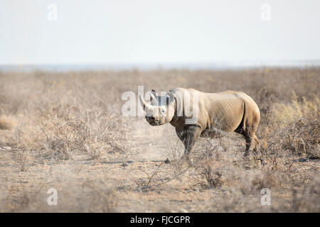 A Black Rhino Stock Photo