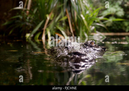 Lurking Crocodile Stock Photo