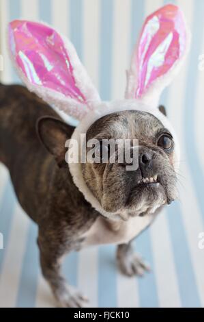 A cute, old  French bulldog wearing bunny ears. Stock Photo