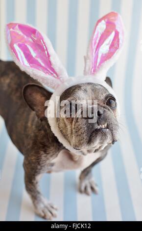A cute, old  French bulldog wearing bunny ears. Stock Photo