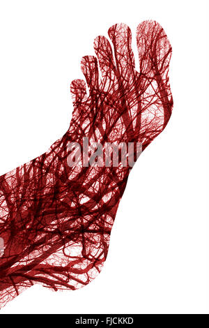 Close up human blood vessels in male foot Stock Photo