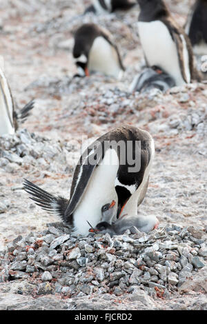 Penguin chicks and adult penguin family in Antarctica. Gentoo penguins (Pygoscelis papua). Stock Photo