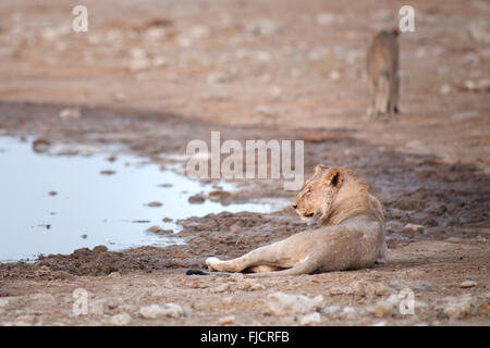 A lion rests at a water hole in Namibia. Stock Photo