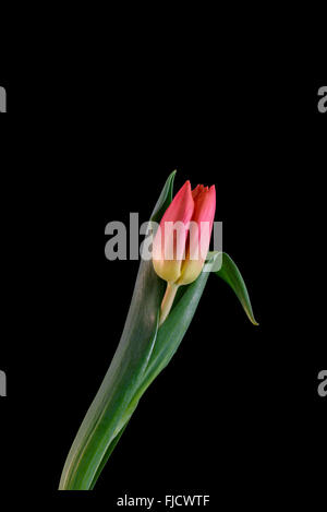 An orange and yellow Tulip flower against a black background Stock Photo