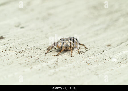 A Zebra Jumping Spider (Salticus scenicus) on a wall. Washington, United States. Stock Photo
