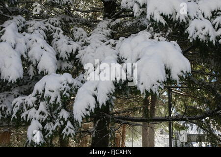 Ash Creek road, California, with snow covered tall conifer trees, wild life area is frequented by visitors, campers and hunters Stock Photo