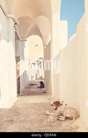 Image of dogs resting in the shade on a back street. Santorini, Greece. Stock Photo
