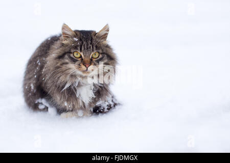 A beautiful freezing homeless cat covered in snow in winter Stock Photo