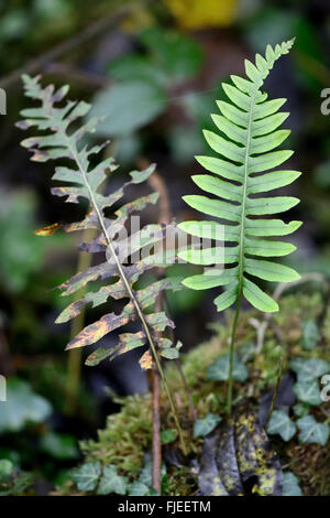 Polypody (Polypodium vulgare). Fronds of true fern in the family Polypodiaceae, also known as rockcap fern Stock Photo