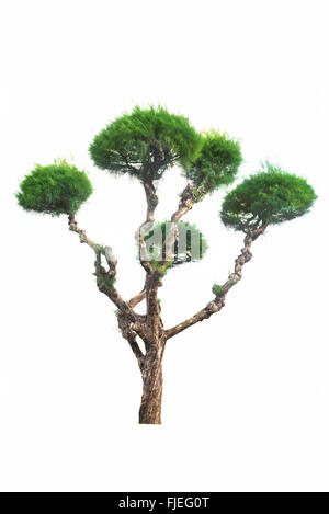 The bonsai tree isolated on white background Stock Photo - Alamy