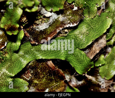 Great scented liverwort (Conocephalum conicum). A strongly scented liverwort, also known as the snakeskin liverwort Stock Photo