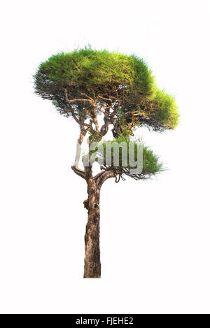 Bonsai tree of chinese juniper isolated Stock Photo - Alamy