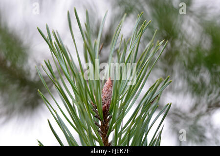 Scots pine (Pinus sylvestris) bud and needles. Close up of bud with leaves on conifer tree in family Pinaceae Stock Photo