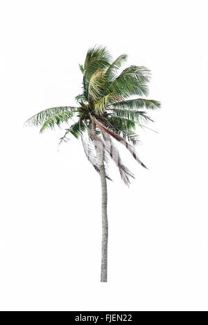 coconut tree isolated on white Stock Photo