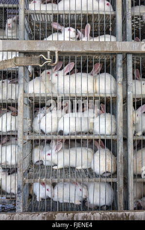 Large number of farmed white rabbits in cages for transportation Stock ...