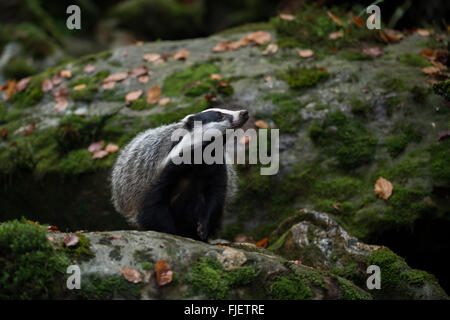 European Badger /  Europaeischer Dachs ( Meles meles ), adult, on rocks, holds its nose in the wind, keen sense of smell. Stock Photo