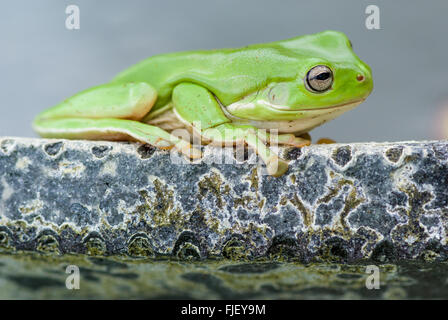 Australian Green tree frog, Litoria caerulea, sitting on edge of a pond Stock Photo