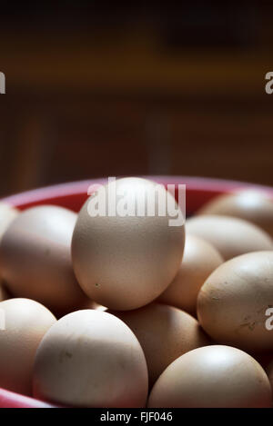 fresh eggs in plastic basket Stock Photo