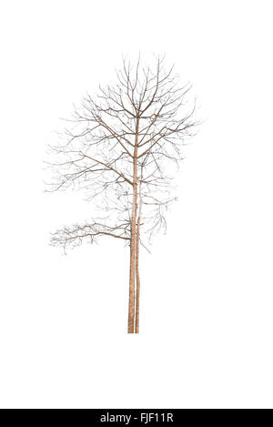 Dead tree isolated on white background Stock Photo