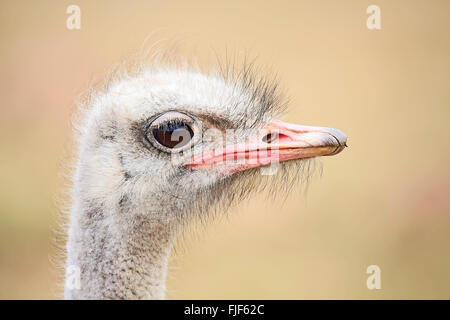 Head of young female Ostrich (Struthio camelus) Stock Photo