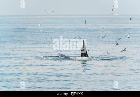 Bryde's whale feeding in the Gulf of Thailand Stock Photo