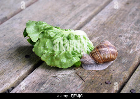 Snail and green leaf on the boardwalk Stock Photo