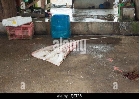 Half dead stingray ray on floor of fish market in Negombo, Sri Lanka Stock Photo