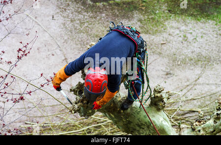 Surgeon man in red helmet cutting sycamore tree Stock Photo